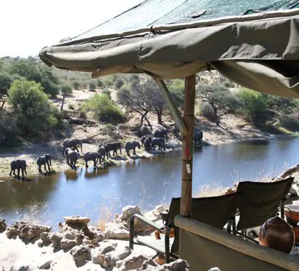 meno_a_kwena_tented_camp_wildlife