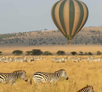 mila_tented_-_balloon_safari