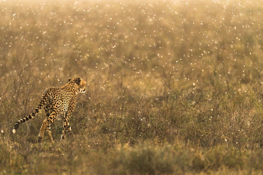 A cheetah walking diagonally away from the camera with small raindrops looking like little highlighted dots | Go2Africa