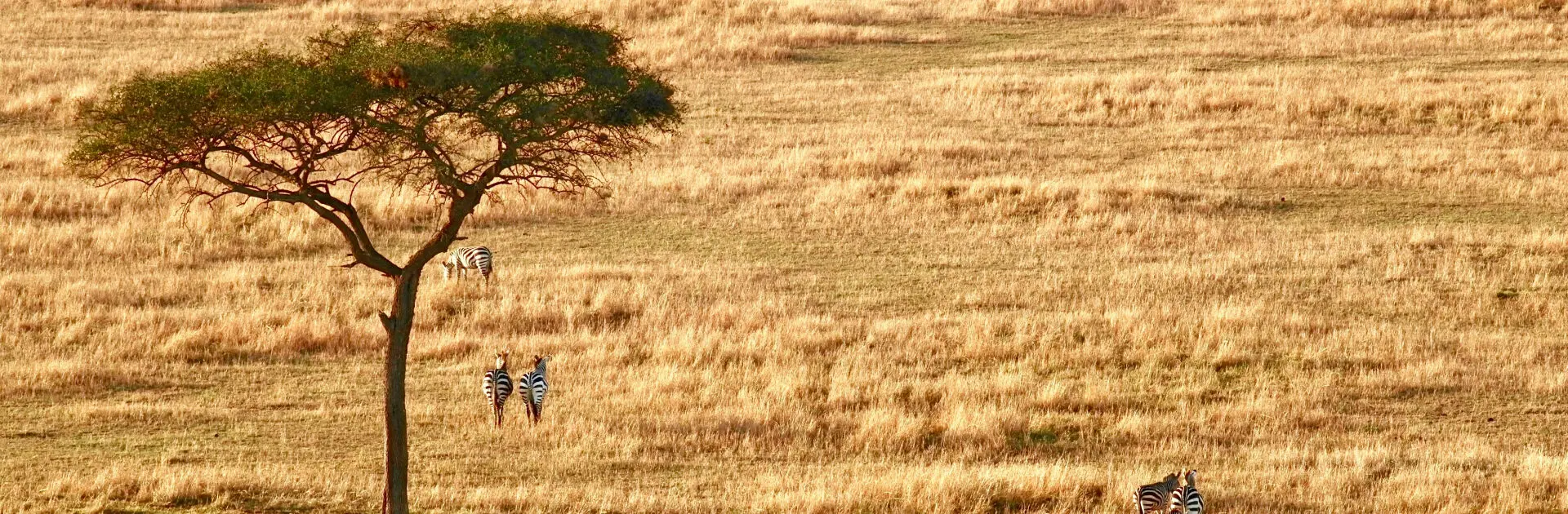 Zebras across the Serengeti | Go2Africa
