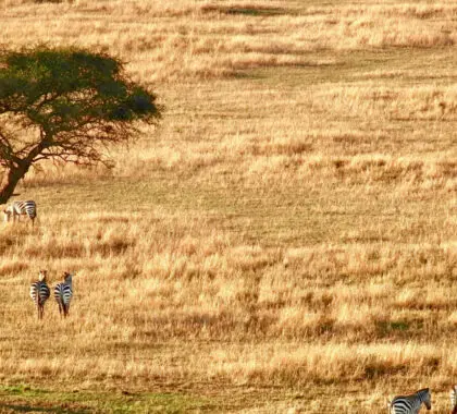 Guía definitiva para un safari por el Serengeti