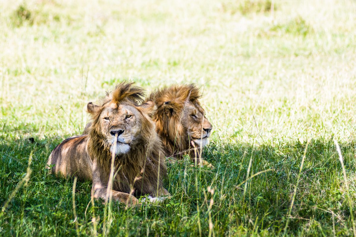 Lions enjoying the shade in the Serengeti | Go2Africa