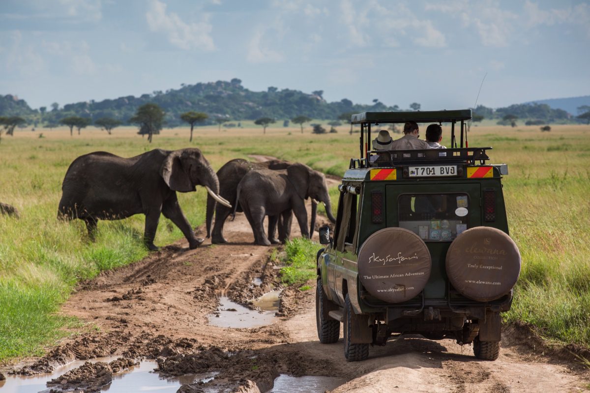 A game vehicle heading away from the camera encounters elephants crossing the road in front of it | Go2Africa