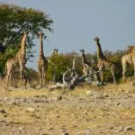 Avistamiento de jirafas en Etosha.