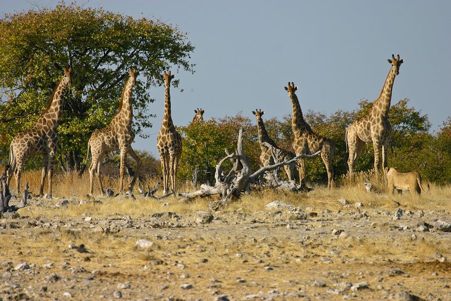 Giraffe sighting in Etosha.