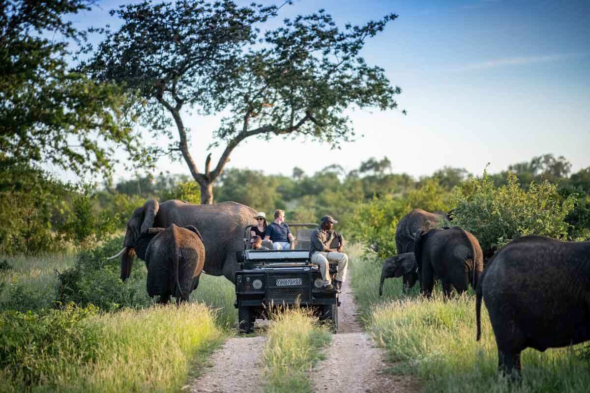 A game vehicle coming towards the camera moves between members of an elephant herd spread out on either side of the road | Go2Africa