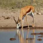 Vida salvaje