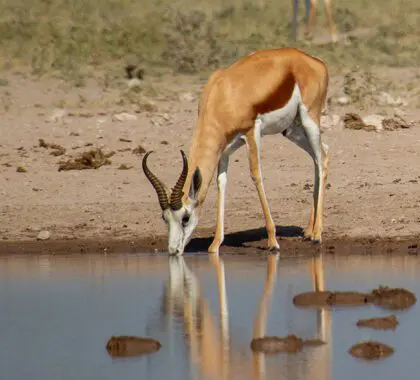 Wildlife