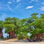Recorrido de caza