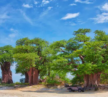 Game drive