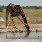 Bebida salvaje
