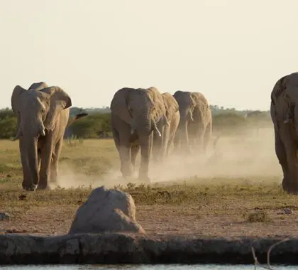 Wildlife