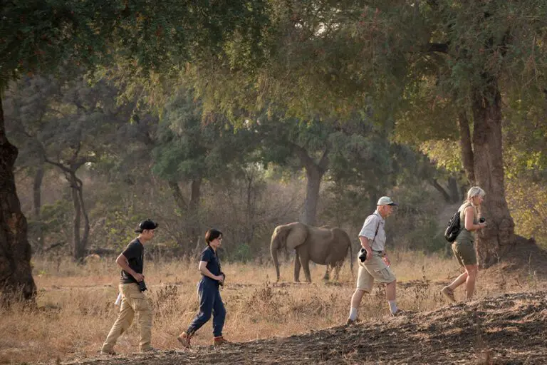 Walking safari