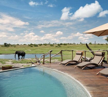 Swimming pool with wildlife