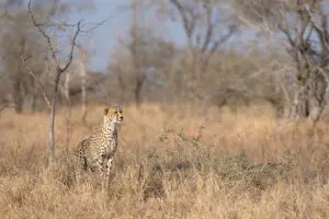 Fauna salvaje en el Parque Nacional Kruger