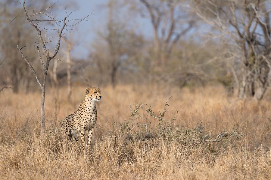 Wildlife in the Kruger National Park
