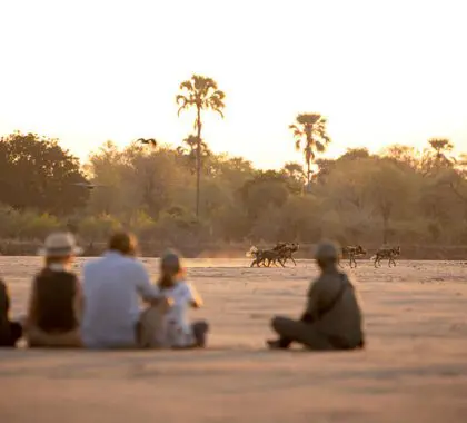 Avvicinarsi ai predatori, a piedi.