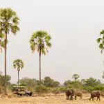 Recorridos en vehículo por el increíble Parque Nacional de South Luangwa.