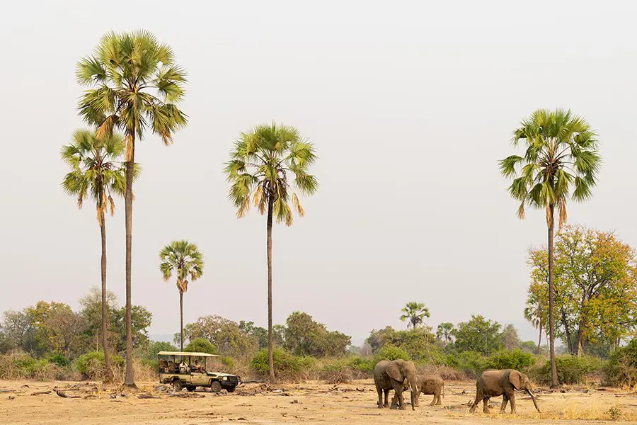 Game drives through the incredible South Luangwa National Park.