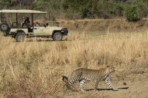 Vea los increíbles felinos salvajes de África.