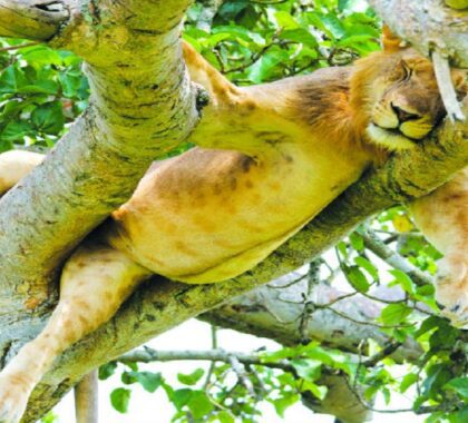 Sleeping lion in a tree
