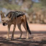 Black backed jackal.