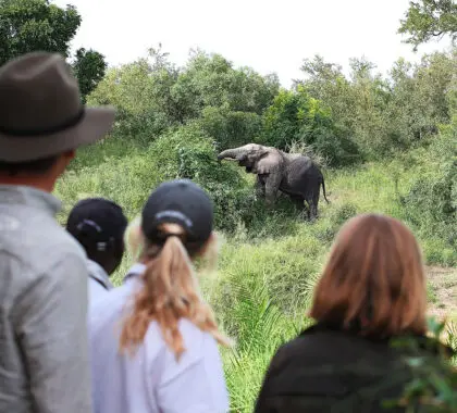 Un paseo guiado por la naturaleza con un guarda armado es una experiencia de safari especial que a menudo se incluye en las reservas privadas.