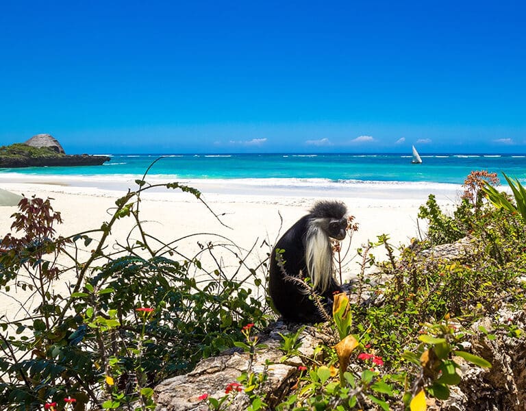 Colobus monkeys. 
