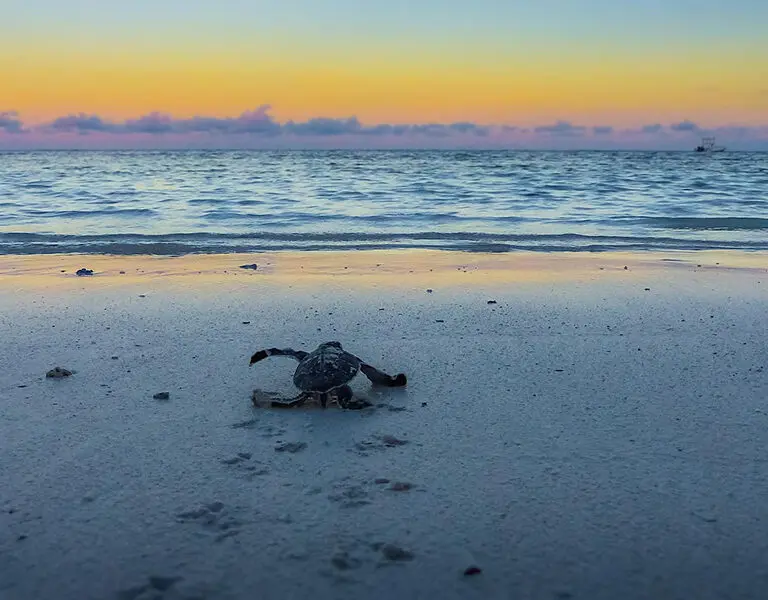 Green turtle hatchling. 