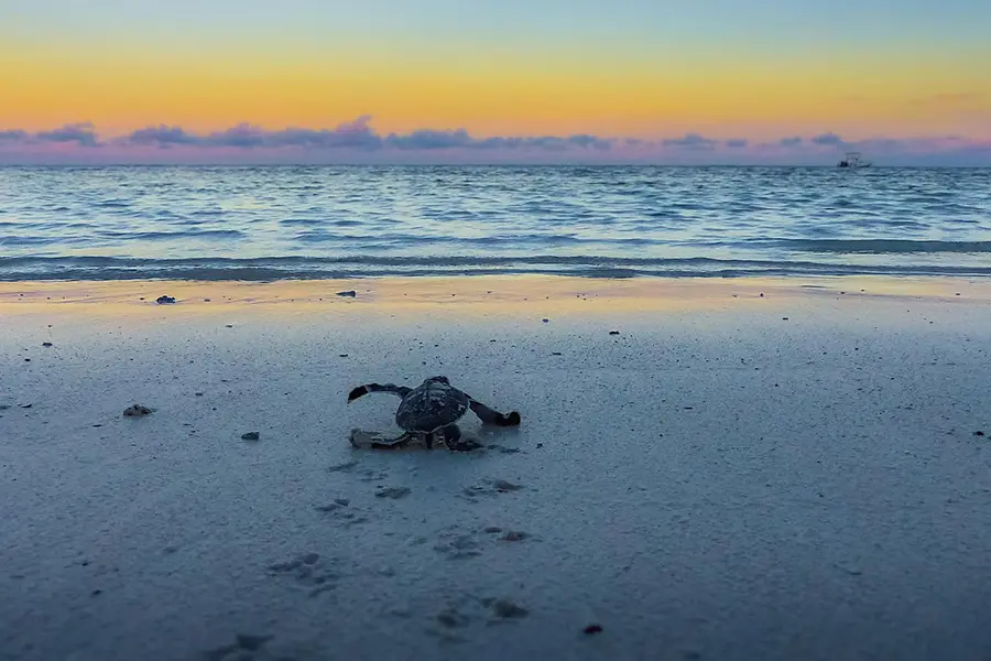 Green turtle hatchling. 