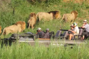 Las reservas privadas de África incluyen todas las actividades de observación de animales, ya sean safaris, paseos por la naturaleza o safaris nocturnos.