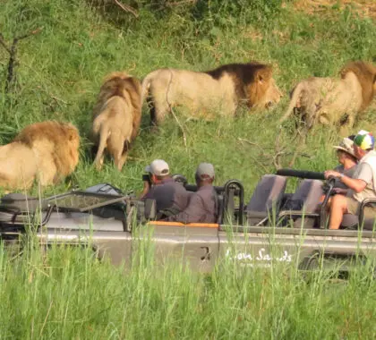 Las reservas privadas de África incluyen todas las actividades de observación de animales, ya sean safaris, paseos por la naturaleza o safaris nocturnos.