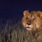 Wildlife.