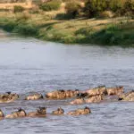 Wildlife