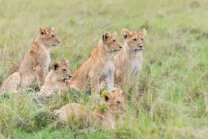 Masai-Mara-National-Reserve-13
