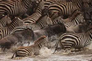 Masai-Mara-National-Reserve-4