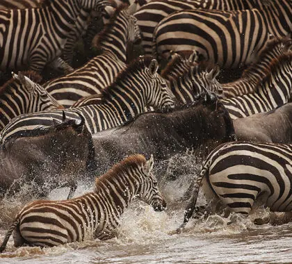 Masai-Mara-National-Reserve-4