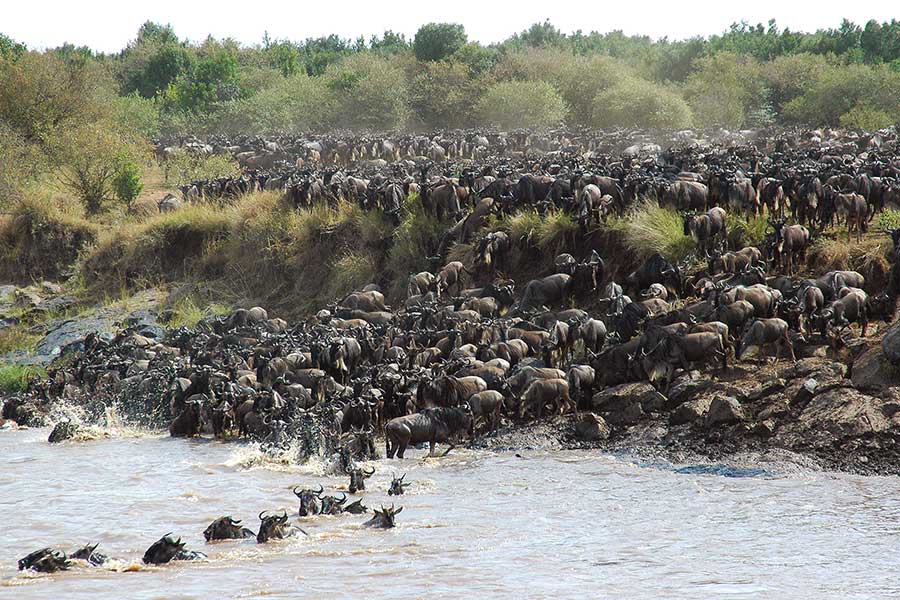 Increíble travesía migratoria.
