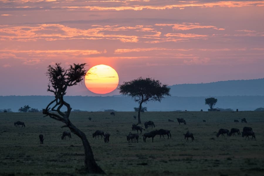 Puestas de sol y vida salvaje