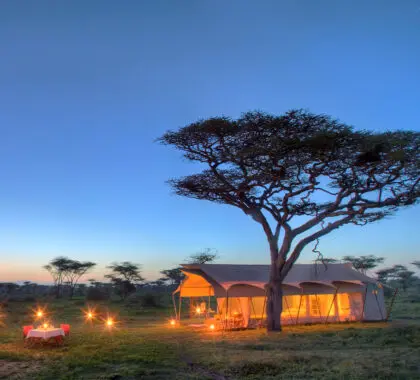 Empápese del increíble ambiente del Parque Nacional del Serengeti en Serengeti Under Canvas.