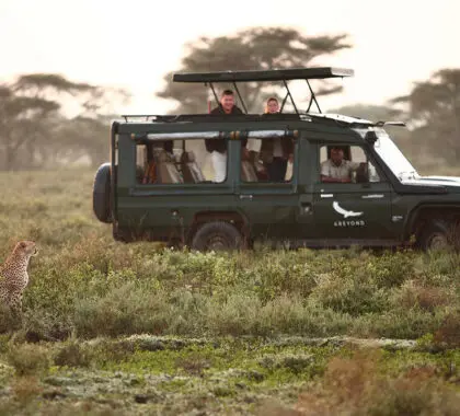 Durante su estancia en Serengeti Under Canvas, dispondrá de un vehículo de safari con techo elevable para la observación de animales.