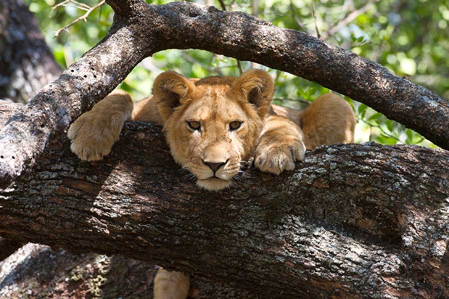 Vea a los leones trepadores de árboles de África Oriental.