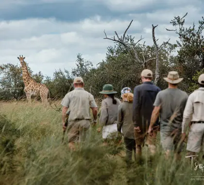 Sumérjase en la naturaleza con un safari a pie.