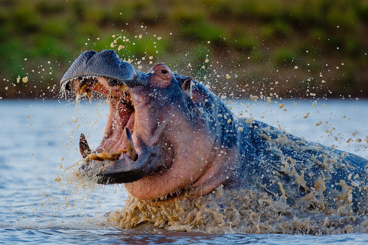 Geigers camp hippo go2africa