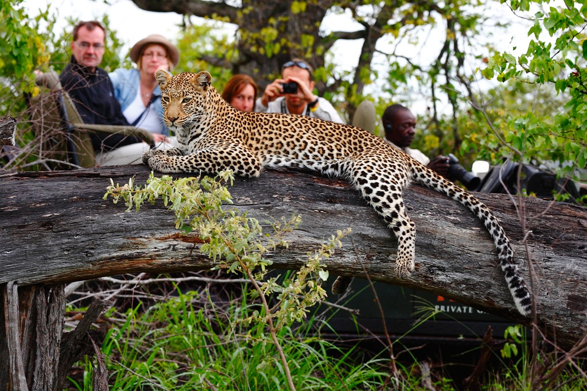 Geigers camp leopard go2africa