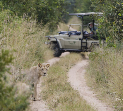 Spot your favourite animals on game drives.