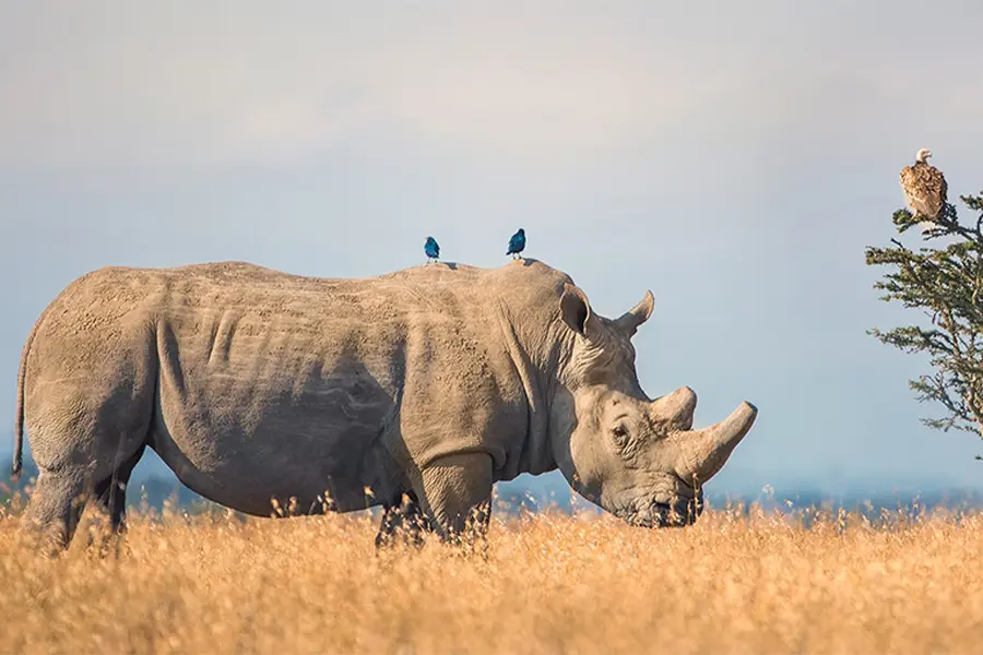 Safari en el Porini Rhino Camp.