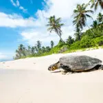 La vida salvaje forma parte de la experiencia de las Seychelles, hasta los cangrejos de la costa.