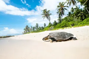 Wildlife is very much a part of the Seychelles experience, right down to the crabs on the shoreline.