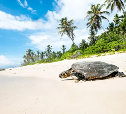 La vida salvaje forma parte de la experiencia de las Seychelles, hasta los cangrejos de la costa.